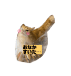 マンチカンちくわ様（個別スタンプ：4）