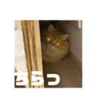 マンチカンちくわ様（個別スタンプ：5）