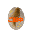 マンチカンちくわ様（個別スタンプ：6）