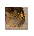 マンチカンちくわ様（個別スタンプ：7）