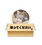 マンチカンちくわ様（個別スタンプ：9）