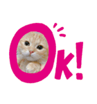 マンチカンちくわ様（個別スタンプ：10）