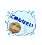 マンチカンちくわ様（個別スタンプ：16）