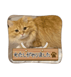 マンチカンちくわ様（個別スタンプ：17）