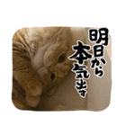 マンチカンちくわ様（個別スタンプ：18）