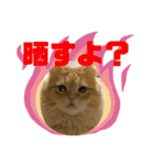 マンチカンちくわ様（個別スタンプ：20）