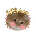 マンチカンちくわ様（個別スタンプ：21）