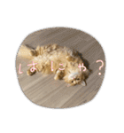 マンチカンちくわ様（個別スタンプ：24）