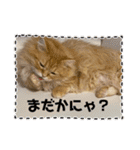 マンチカンちくわ様（個別スタンプ：25）