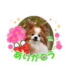 ぱぴぱぴパピヨン101（個別スタンプ：6）