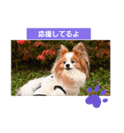 ぱぴぱぴパピヨン101（個別スタンプ：7）