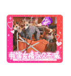ぱぴぱぴパピヨン101（個別スタンプ：8）