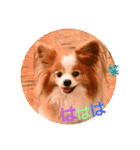 ぱぴぱぴパピヨン101（個別スタンプ：11）