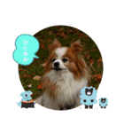 ぱぴぱぴパピヨン101（個別スタンプ：12）