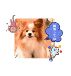 ぱぴぱぴパピヨン101（個別スタンプ：14）