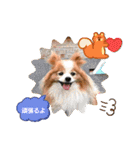 ぱぴぱぴパピヨン101（個別スタンプ：16）