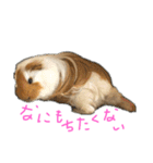 ランちゃん大盛りスタンプ（個別スタンプ：5）