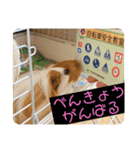 ランちゃん大盛りスタンプ（個別スタンプ：7）