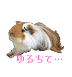 ランちゃん大盛りスタンプ（個別スタンプ：8）