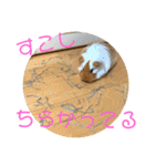 ランちゃん大盛りスタンプ（個別スタンプ：11）
