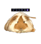 ランちゃん大盛りスタンプ（個別スタンプ：15）