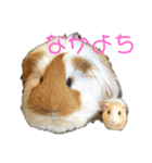 ランちゃん大盛りスタンプ（個別スタンプ：16）