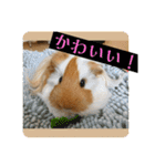 ランちゃん大盛りスタンプ（個別スタンプ：18）
