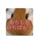 ランちゃん大盛りスタンプ（個別スタンプ：19）