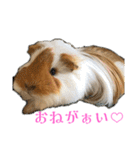 ランちゃん大盛りスタンプ（個別スタンプ：21）
