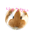 ランちゃん大盛りスタンプ（個別スタンプ：23）