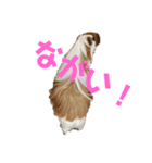 ランちゃん大盛りスタンプ（個別スタンプ：33）