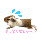 ランちゃん大盛りスタンプ（個別スタンプ：36）