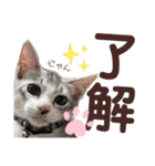 我が家の小筆ちゃん（個別スタンプ：1）