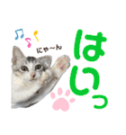 我が家の小筆ちゃん（個別スタンプ：2）