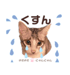 我が家の小筆ちゃん（個別スタンプ：9）