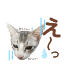 我が家の小筆ちゃん（個別スタンプ：10）