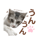 我が家の小筆ちゃん（個別スタンプ：12）