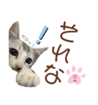 我が家の小筆ちゃん（個別スタンプ：13）