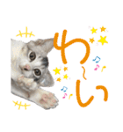我が家の小筆ちゃん（個別スタンプ：14）