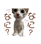 我が家の小筆ちゃん（個別スタンプ：15）