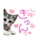 我が家の小筆ちゃん（個別スタンプ：20）