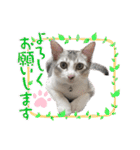 我が家の小筆ちゃん（個別スタンプ：24）
