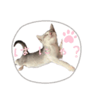 我が家の小筆ちゃん（個別スタンプ：27）
