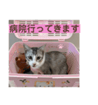 我が家の小筆ちゃん（個別スタンプ：31）