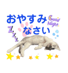 我が家の小筆ちゃん（個別スタンプ：38）