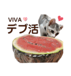 我が家の小筆ちゃん（個別スタンプ：39）