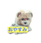 ソアラといっしょ（個別スタンプ：1）
