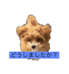 ソアラといっしょ（個別スタンプ：3）