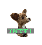 ソアラといっしょ（個別スタンプ：5）