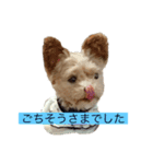 ソアラといっしょ（個別スタンプ：8）